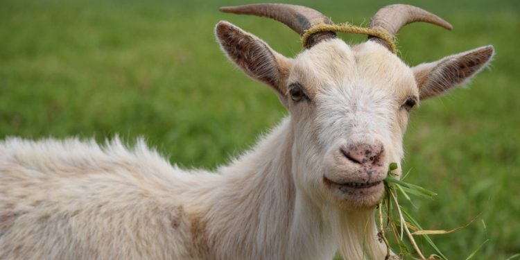 Mabuk, Pendeta Ini Tak Sengaja Gorok Leher Pria Alih-alih Kambing