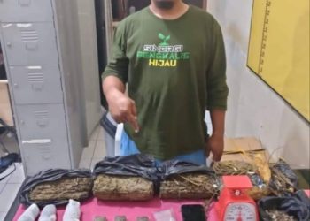 Pengedar Daun Ganja Kering di Desa Kubang Jaya Diringkus Polisi di Pos Ronda Griya Harmoni