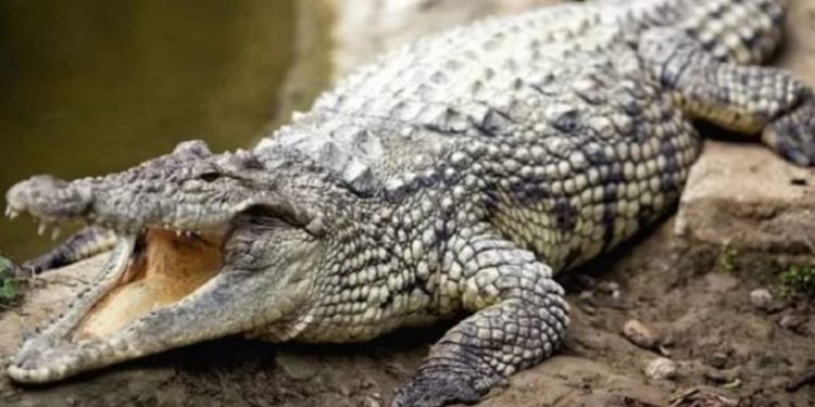 Bocah Kelas 3 SD, Ditemukan Meninggal Usai Diterkam Buaya Sepanjang 5 Meter di Agam