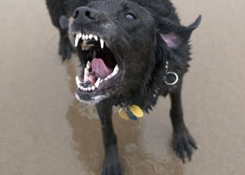 Berkeliaran Sendirian pada Malam Tahun Baru, Bocah 3 Tahun Ditemukan Luka-luka Diduga Akibat Serangan Anjing