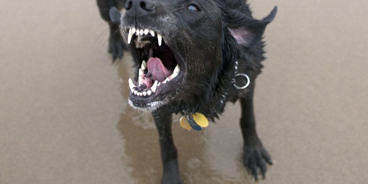 Berkeliaran Sendirian pada Malam Tahun Baru, Bocah 3 Tahun Ditemukan Luka-luka Diduga Akibat Serangan Anjing