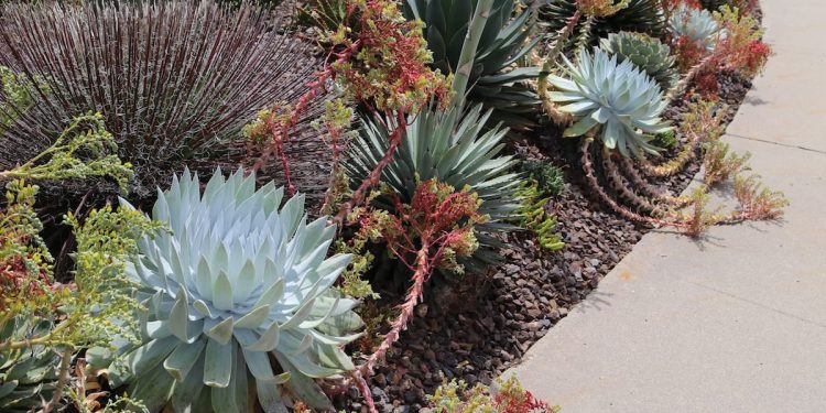 Pria Korsel Sengaja Berkeliling Dunia untuk Curi Tanaman Bernilai Ratusan Ribu Dolar, Ditangkap