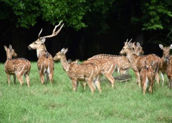 Sersan Pengawal Tewas Ditanduk Rusa di Halaman Istana Presiden Paraguay