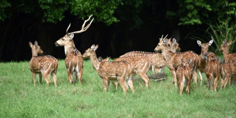 Sersan Pengawal Tewas Ditanduk Rusa di Halaman Istana Presiden Paraguay