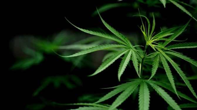 Ganja Tidak Lagi Perbuatan Kriminal di Thailand