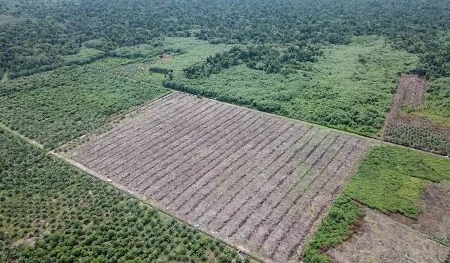 13 Perusahaan HTI di Riau Dicabut Izinnya Oleh Menteri LHK, Ini Daftarnya