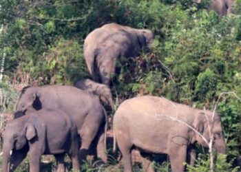 Petani Sawit di Siak Tewas Terinjak Gajah Liar