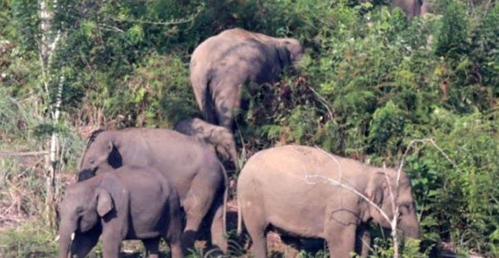 Petani Sawit di Siak Tewas Terinjak Gajah Liar