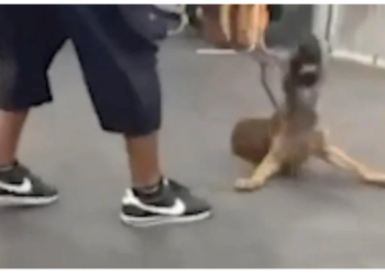 Pelatih Hewan di Texas Diselidiki Polisi setelah Video Dirinya Menyiksa Anjing Beredar Luas di Medsos