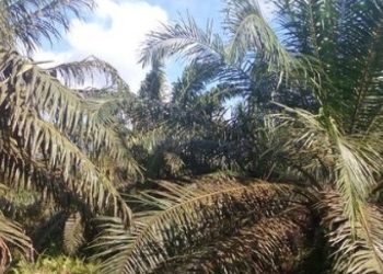 Pengusaha Ini Diminta Setor Rp 500 Miliar Karena Diduga Punya Kebun Di Hutan