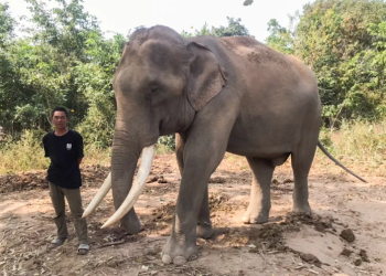 Percaya Takhayul Lewati Gajah Dapat Keberuntungan, Wanita Thailand Tewas Diinjak-injak