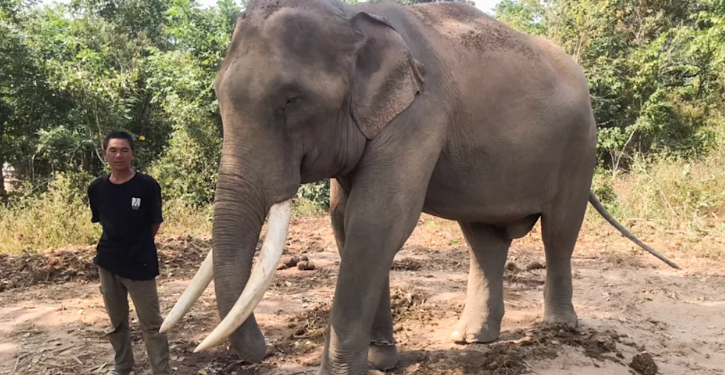 Percaya Takhayul Lewati Gajah Dapat Keberuntungan, Wanita Thailand Tewas Diinjak-injak