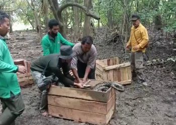 BBKSDA Riau Lepasliarkan 2 Buaya Dan 5 Piton Yang Meneror Warga Di Kawasan Konservasi