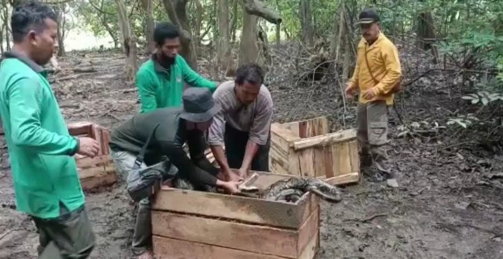 BBKSDA Riau Lepasliarkan 2 Buaya Dan 5 Piton Yang Meneror Warga Di Kawasan Konservasi