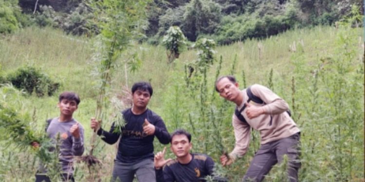 Polisi Temukan Ladang Ganja 2 Hektare Siap Panen di Mandailing Natal