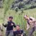 Polisi Temukan Ladang Ganja 2 Hektare Siap Panen di Mandailing Natal