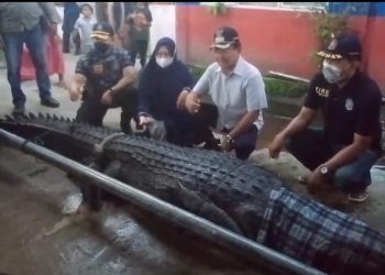 Buaya Yang Menyerang Ibu Muda Di Inhil Berhasil Ditangkap Tim Damkar, Seperti Ini Penampakannya