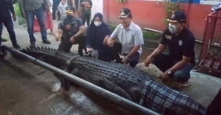 Buaya Yang Menyerang Ibu Muda Di Inhil Berhasil Ditangkap Tim Damkar, Seperti Ini Penampakannya
