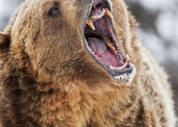 Tak Sengaja Bunuh Saudara Laki-lakinya, Pria Ini Nekat Bunuh Diri