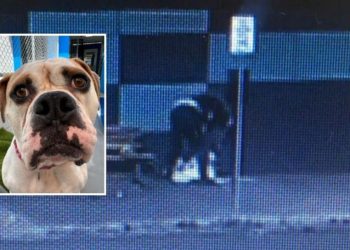 Pria Ini Terekam Kamera sedang Menganiaya Anjingnya, Dilarang Pelihara Binatang 3 Tahun ke depan