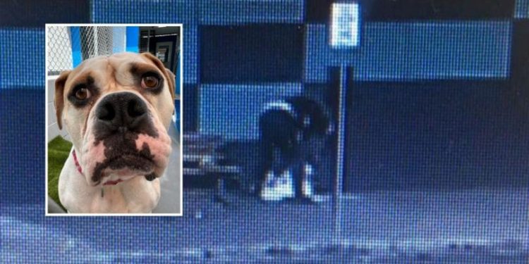 Pria Ini Terekam Kamera sedang Menganiaya Anjingnya, Dilarang Pelihara Binatang 3 Tahun ke depan