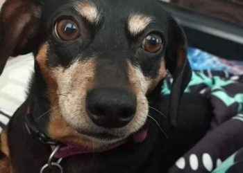 Pria Ini Pijak Anjing Kesayangan Istrinya hingga Harus Disuntik Mati sebab Lukanya sangat Parah