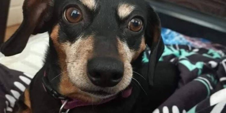 Pria Ini Pijak Anjing Kesayangan Istrinya hingga Harus Disuntik Mati sebab Lukanya sangat Parah