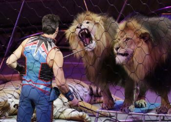 Alhamdulillah, Empat Singa yang Diselamatkan dari Sirkus Akhirnya dapat Rumah Baru di Alam Liar Afrika Selatan