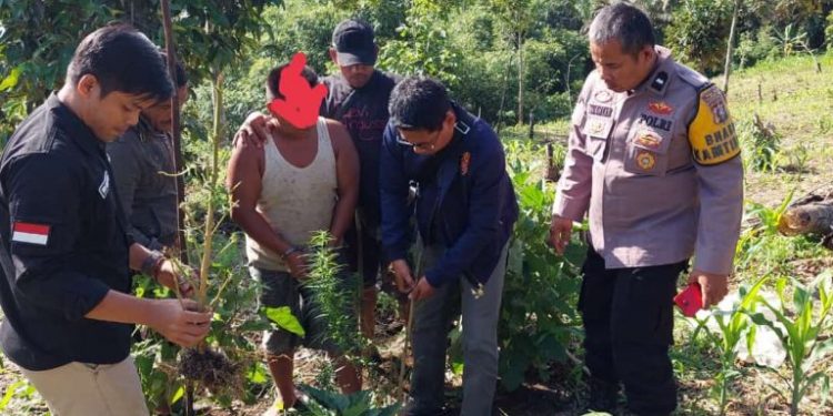 Tanam Ganja dalam Polybag di Kebun Jagung, Petani Diamankan Polisi