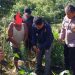 Tanam Ganja dalam Polybag di Kebun Jagung, Petani Diamankan Polisi