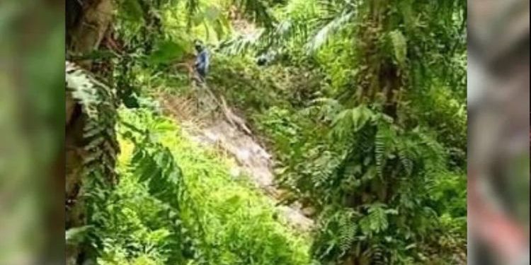 Usai Vaksinasi Anak, Ambulans Puskesmas Jatuh ke Jurang