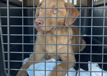 Diduga Membiakkan Anak Anjing, Pihak Berwenang Amankan Lebih dari 150 Anjing dari Sebuah Properti