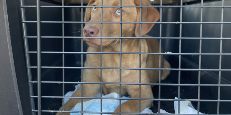 Diduga Membiakkan Anak Anjing, Pihak Berwenang Amankan Lebih dari 150 Anjing dari Sebuah Properti