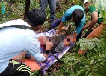 Diduga Diterkam Harimau, Penebang Kayu di Inhil Ditemukan Tewas