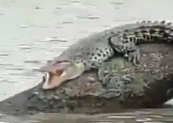 Warga Kotawaringin Timur Dikagetkan Buaya Berjemur di Sungai