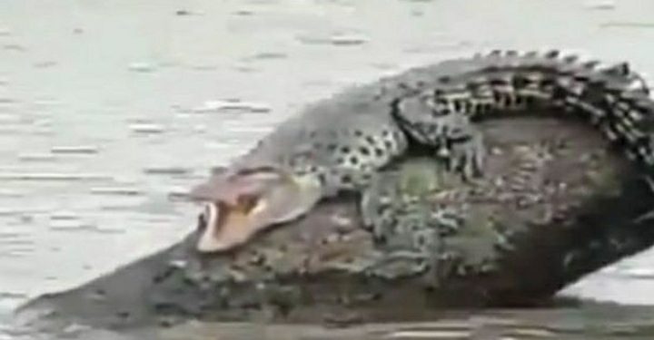 Warga Kotawaringin Timur Dikagetkan Buaya Berjemur di Sungai