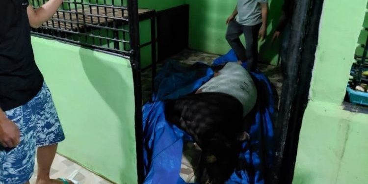 Diduga Minta Pertolongan, Tapir Masuki Pemukiman Warga di Padang dan Dirujuk ke RS Hewan
