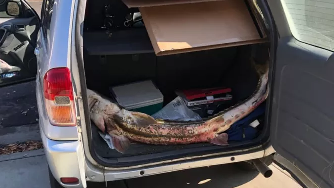 Seekor Ikan Sturgeon Hijau Sepanjang 5 Kaki yang Terancam Punah Ditangkap Pemburu Ilegal, Berhasil Diselamatkan