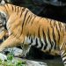 BBKSDA Riau Lakukan Mitigasi Konflik Harimau dan Pekerja di Pelalawan Riau