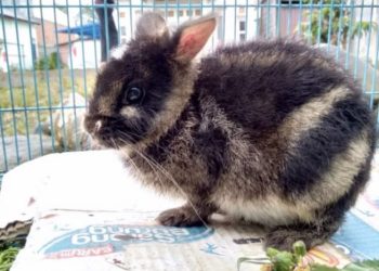 Gak Sengaja Lihat Kelinci Langka Dijual di Facebook, Petugas Satwa Ambil Tindakan Cepat