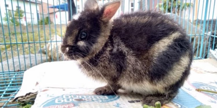 Gak Sengaja Lihat Kelinci Langka Dijual di Facebook, Petugas Satwa Ambil Tindakan Cepat