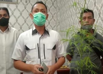 Tanam Ganja di Rumah, Pelajar SMA Diciduk Polisi