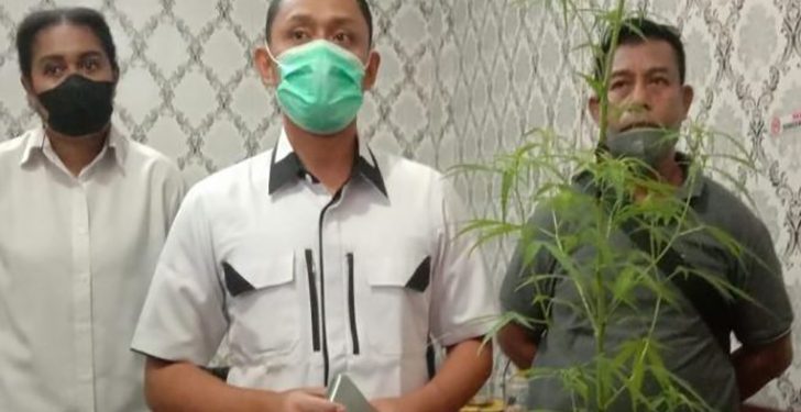 Tanam Ganja di Rumah, Pelajar SMA Diciduk Polisi