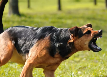 Baru Turun dari Bus Sekolah, Bocah 7 Tahun Dikejar dan Diserang Anjing Tetangga