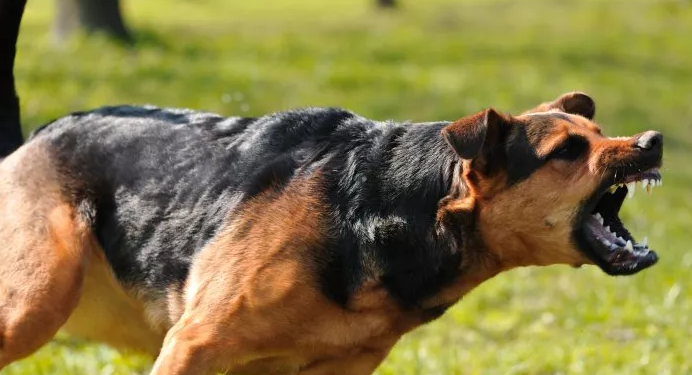 Baru Turun dari Bus Sekolah, Bocah 7 Tahun Dikejar dan Diserang Anjing Tetangga