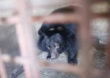 Alhamdulillah, 9 Beruang Kurus Kering yang Empedunya Dijual di Vietnam telah Diselamatkan