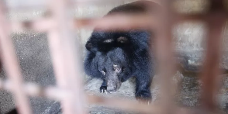 Alhamdulillah, 9 Beruang Kurus Kering yang Empedunya Dijual di Vietnam telah Diselamatkan