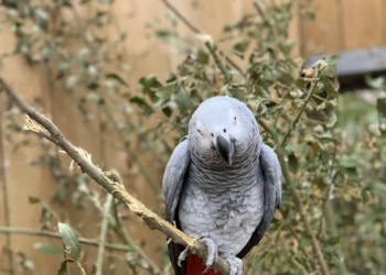 Ngambil Burungnya yang Nyangkut di Pohon, Wanita Ini Tak Bisa Turun, Damkar Turun Tangan