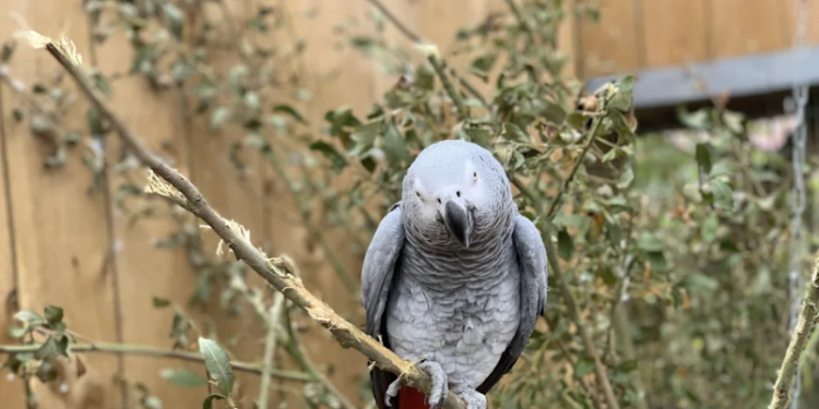 Ngambil Burungnya yang Nyangkut di Pohon, Wanita Ini Tak Bisa Turun, Damkar Turun Tangan
