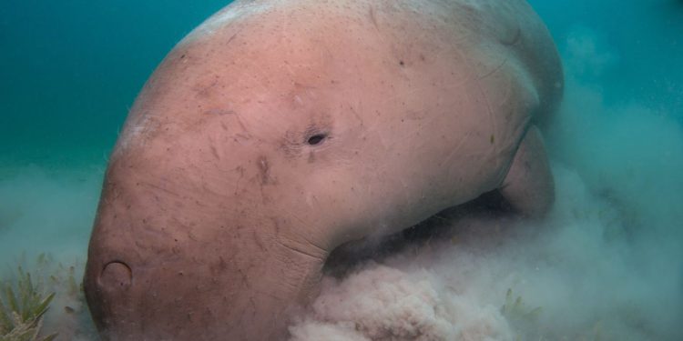 Induk Dugong Ditemukan Tewas di Pantai Bali